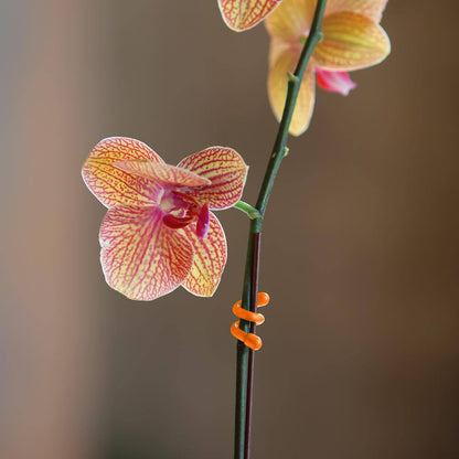 Gear Tie Propack 3 In. - 24-Pack - Assorted